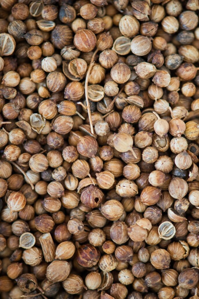 Natural whole coriander seeds close view