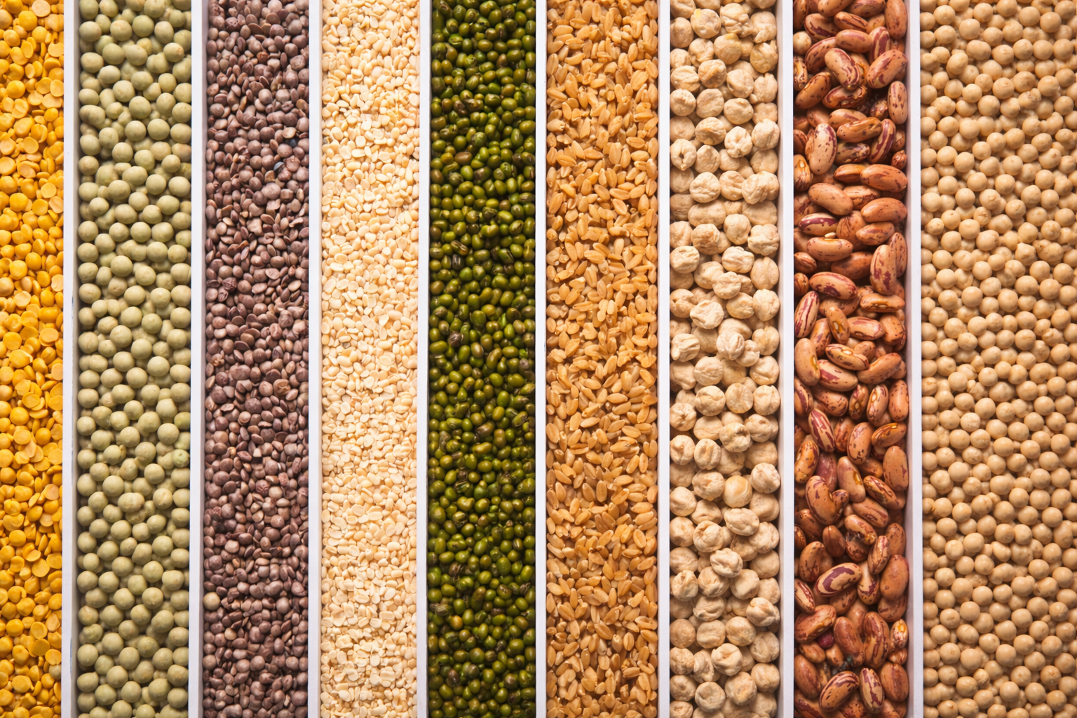 Pulses & Lentils Export Collection