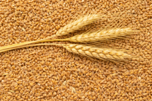 Bulk wheat supplier grains