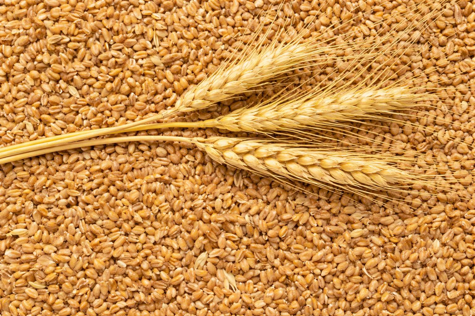 Bulk wheat supplier grains
