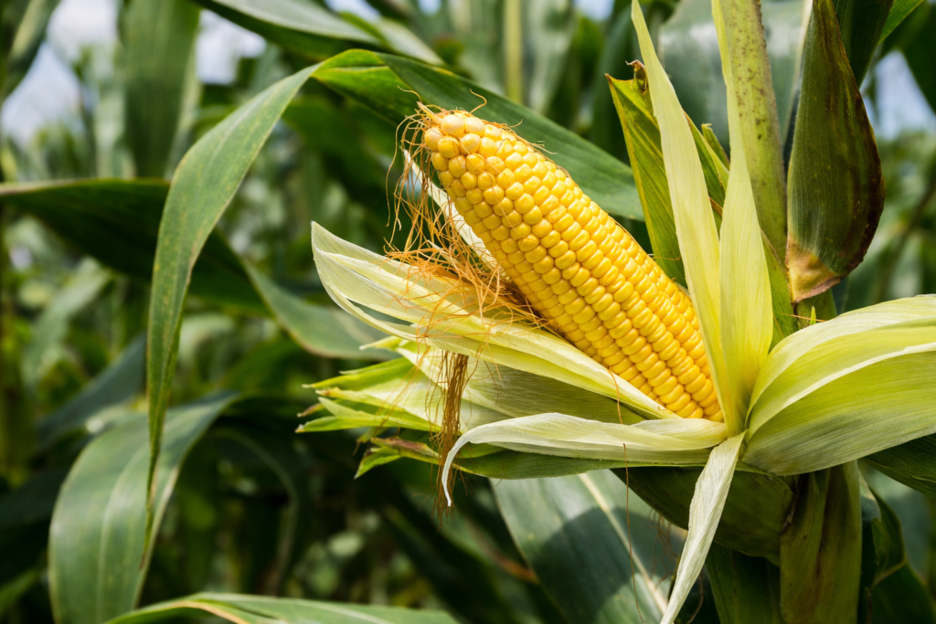 Yellow corn export quality