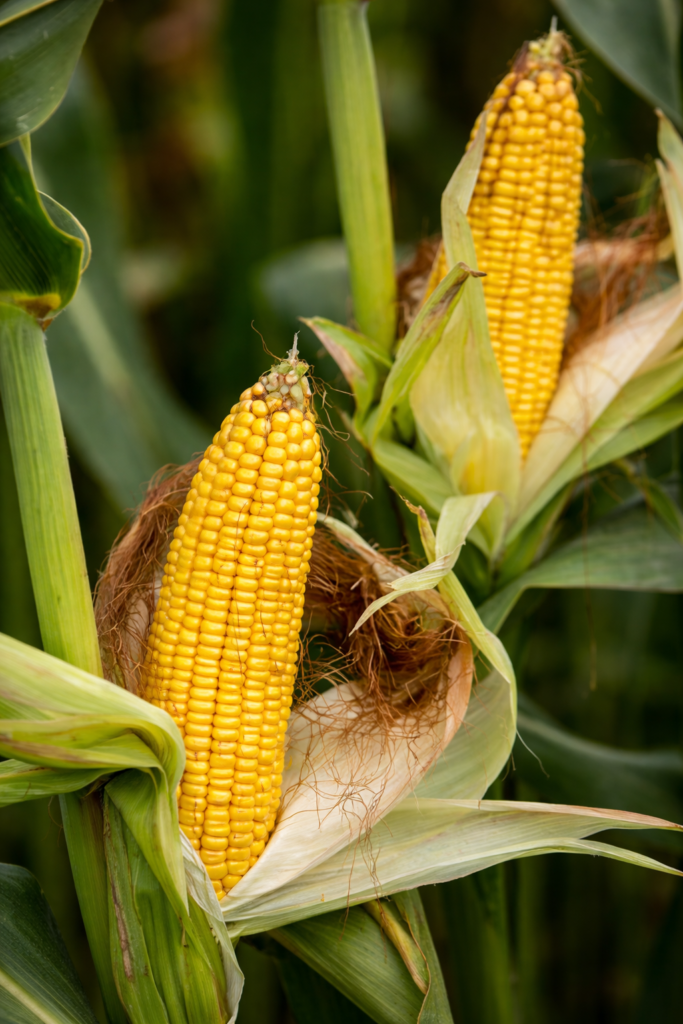 Cleaned maize wholesale batch