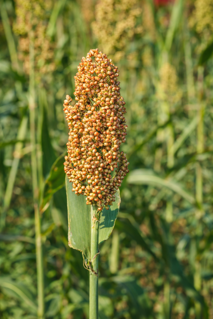Food grade sorghum supply