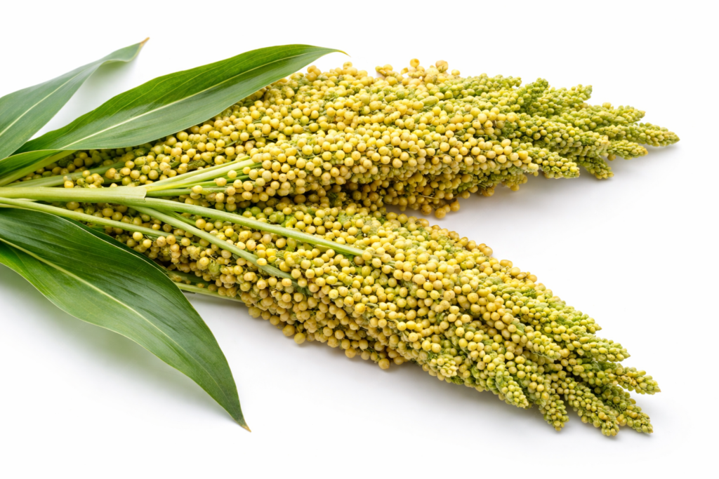 White jowar export quality