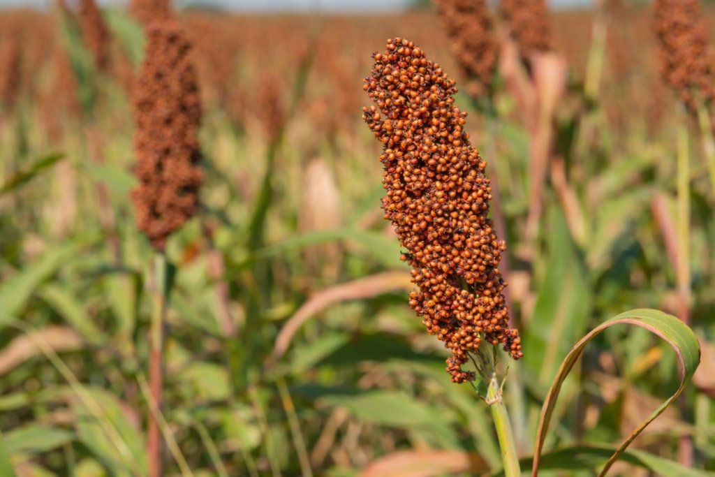 Jowar grain bulk packaging