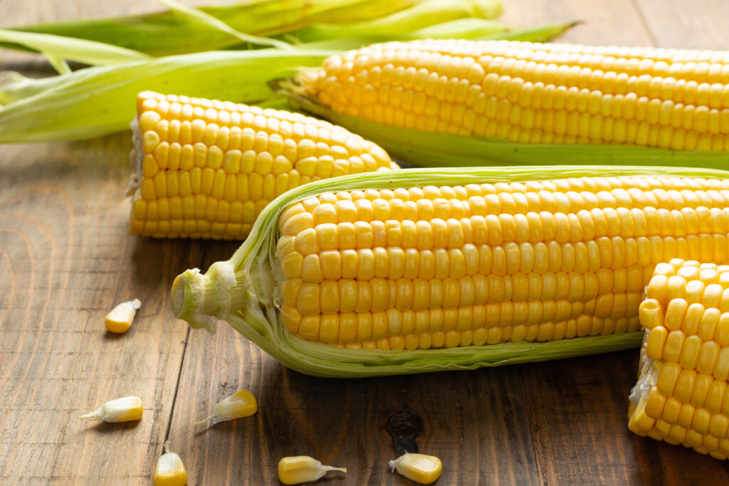 Bulk maize supplier yellow grain
