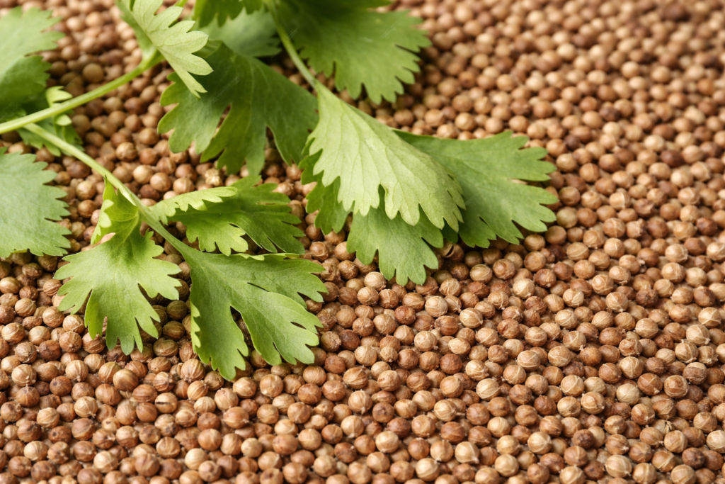 Pahank dehydrated coriander leaves packaging