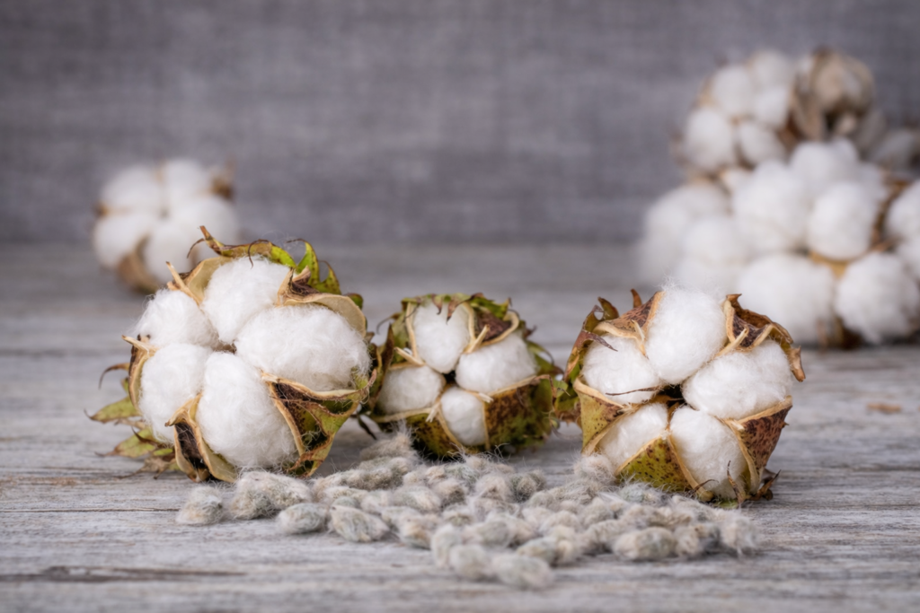 Pahank cottonseed oil cooking usage