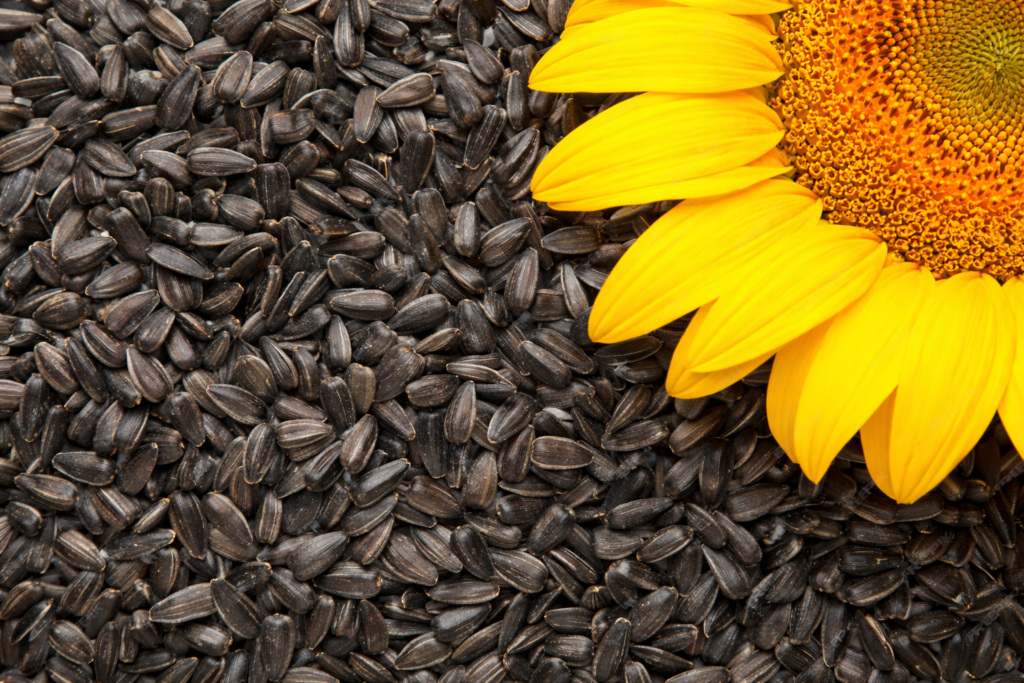 Pahank sunflower seeds for oil extraction