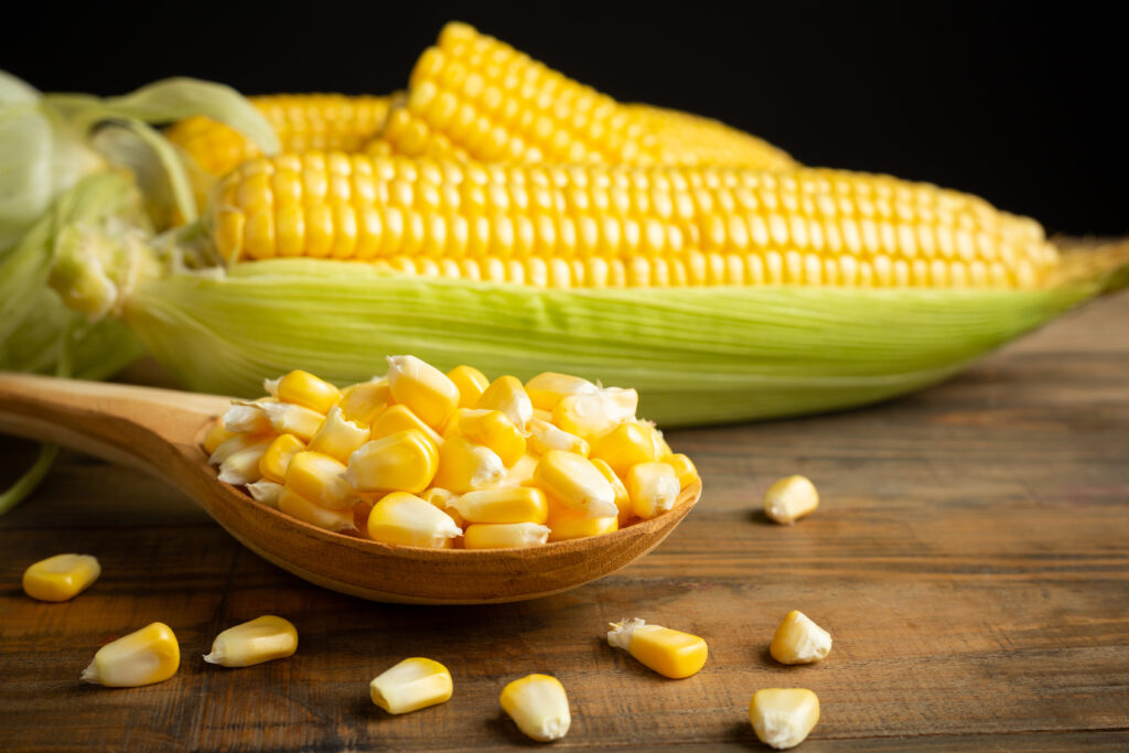 Yellow corn export quality