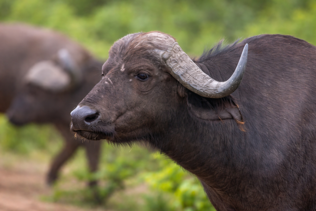 Pahank premium buffalo ghee quality