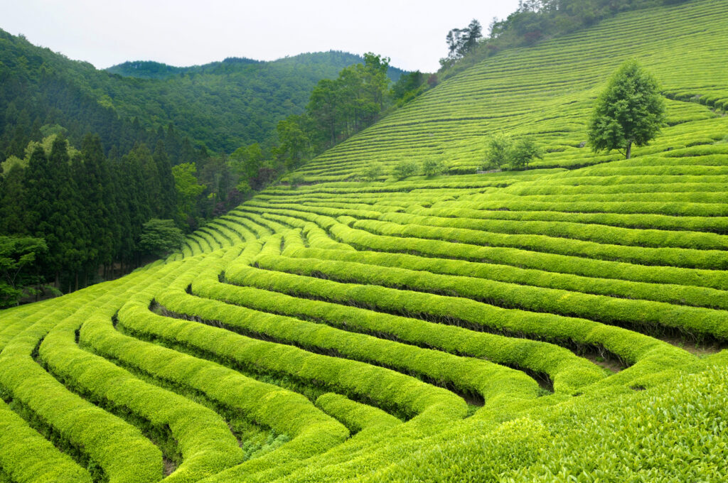 Pahank green tea leaves for beverages